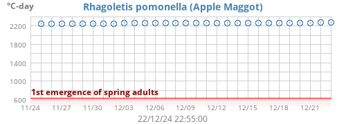 Apple Maggot